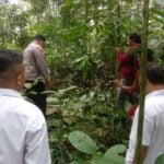 Tragedi di Purbalingga: Pria Tewas Jatuh dari Pohon Saat Ambil Daun untuk Pakan Ternak