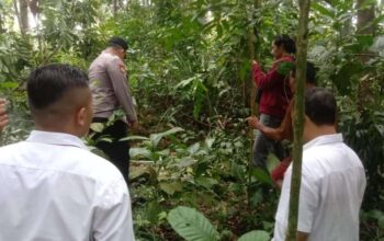 Tragedi di Purbalingga: Pria Tewas Jatuh dari Pohon Saat Ambil Daun untuk Pakan Ternak