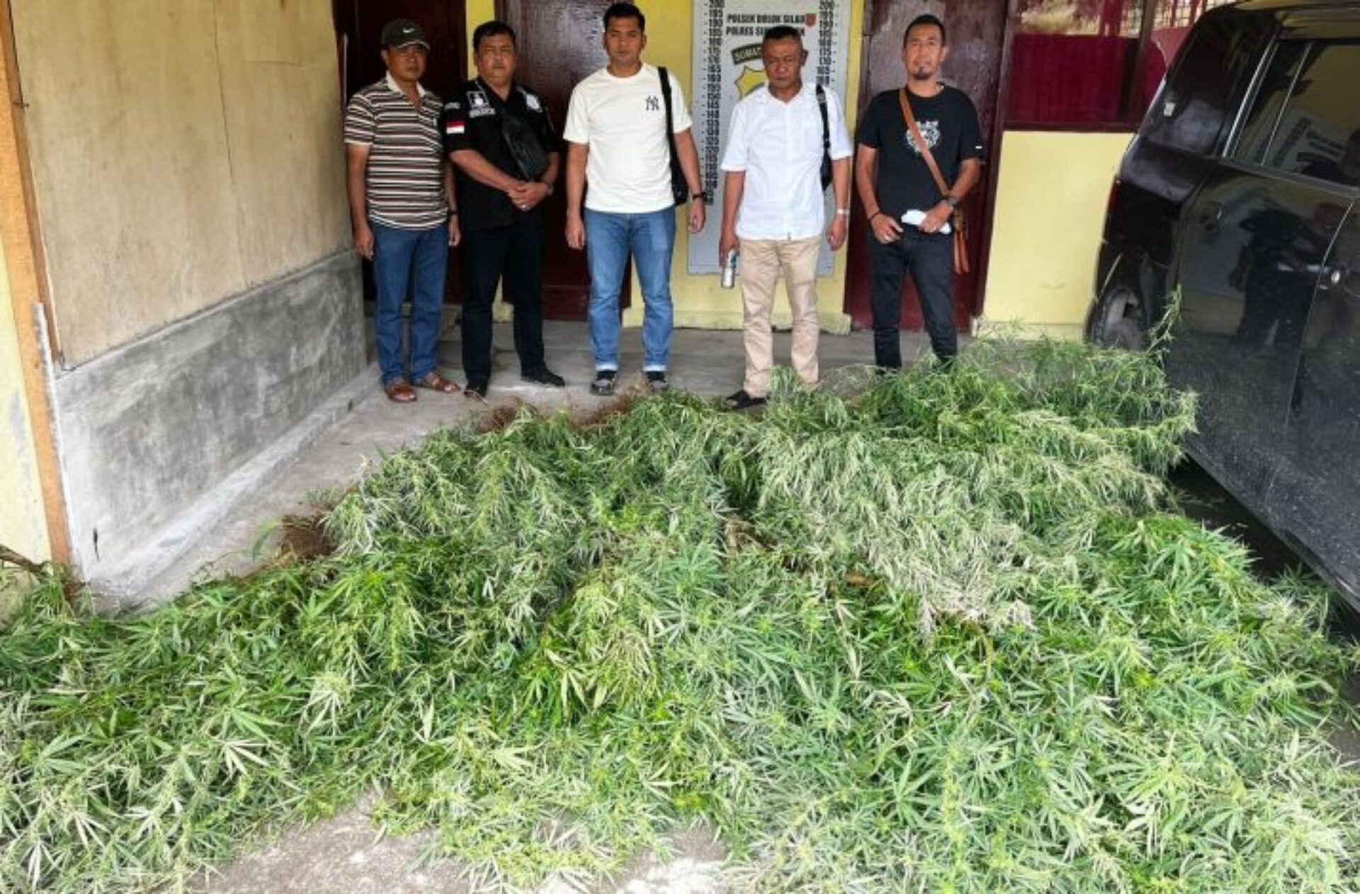 Polres Simalungun Temukan Ladang Ganja di Dolok Silau