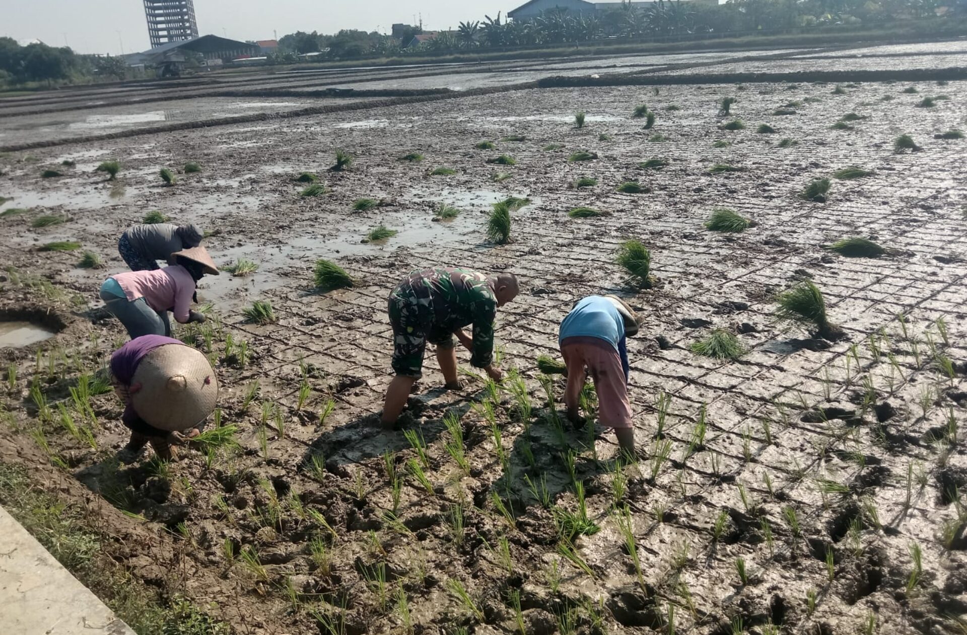 Pendampingan Babinsa dalam Tanam Benih Padi Menyokong Ketahanan Pangan Lokal