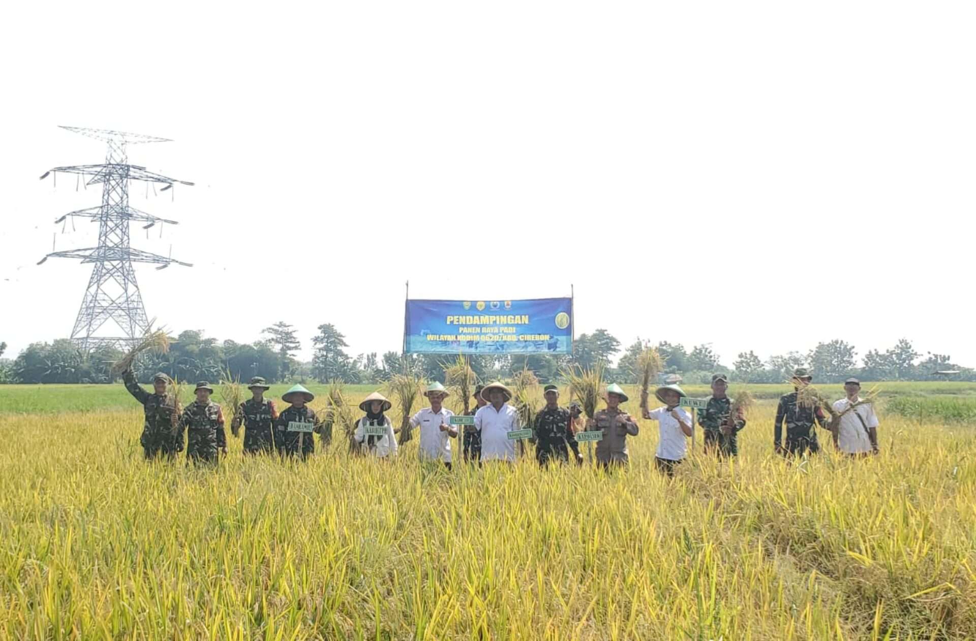 Panen Perdana Padi Demplot Varietas Pajajaran Cirebon