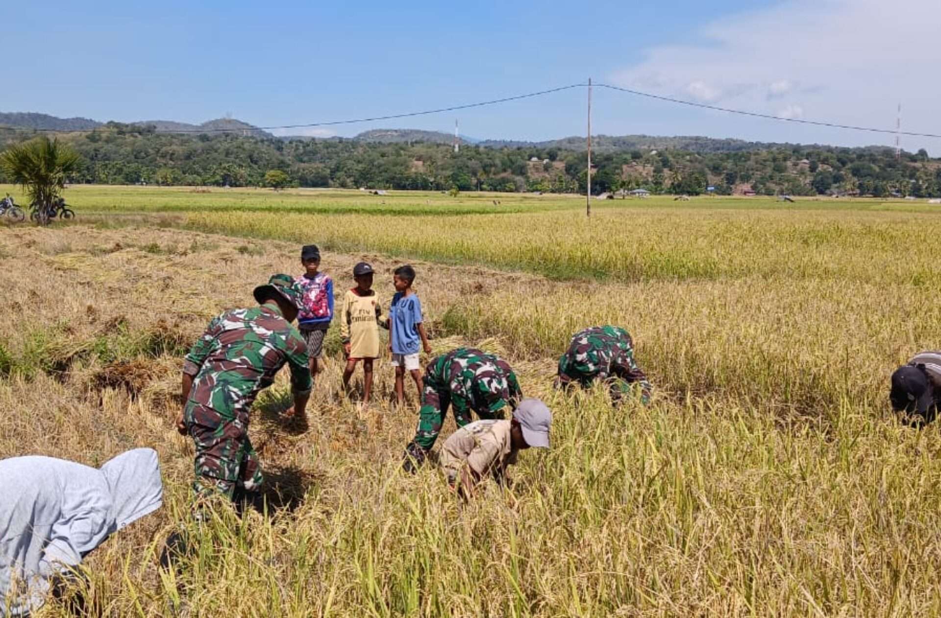 Ksatria Naga Karimata Bantu Panen Padi di Netemnanu NTT