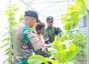 Ksatria Tombak Sakti Bangun Ketahanan Pangan dengan Green House di Perbatasan RI-PNG
