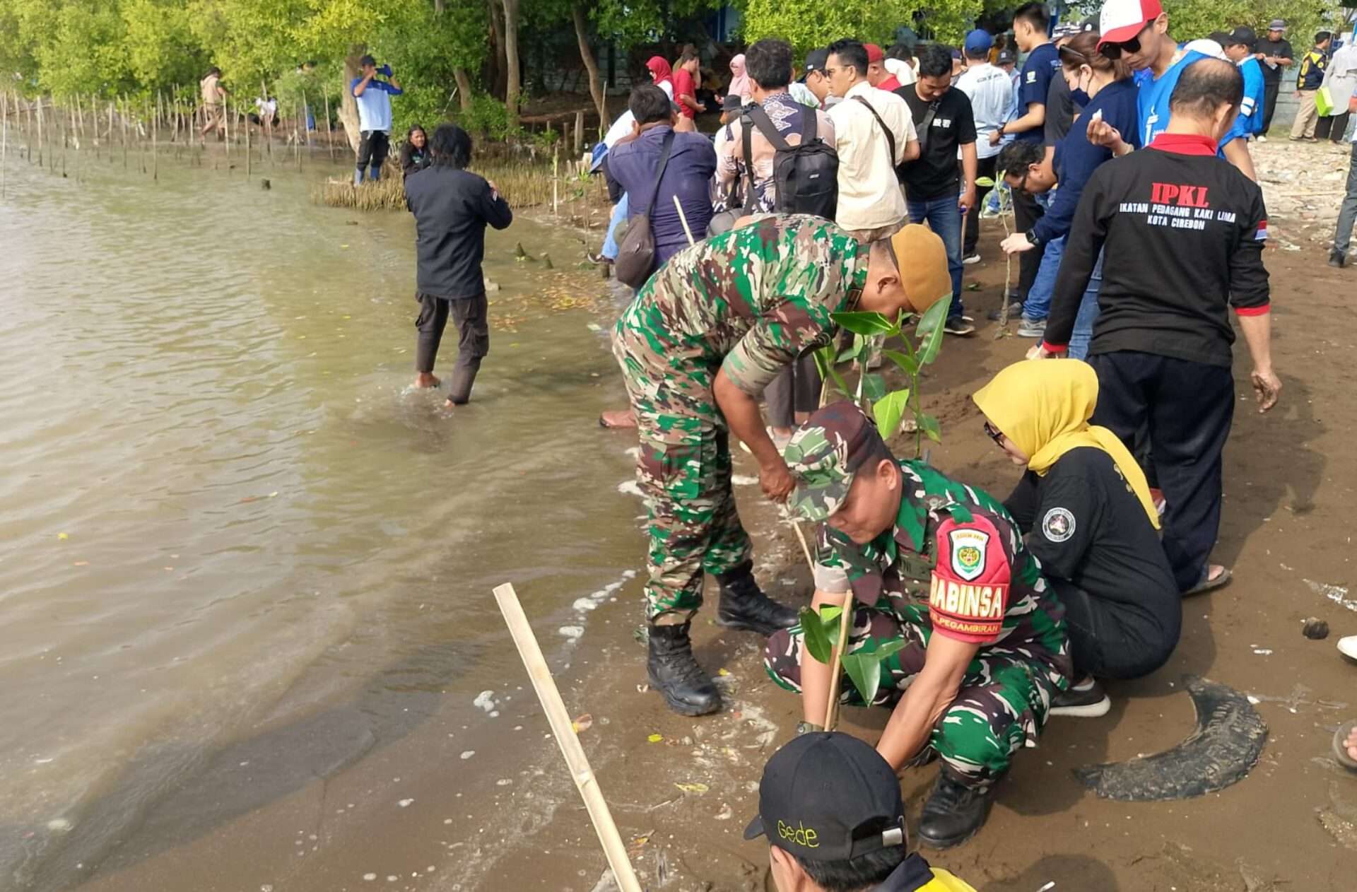 Peringati Hari Mangrove Sedunia, Kota Cirebon Tanam 10.000 Mangrove