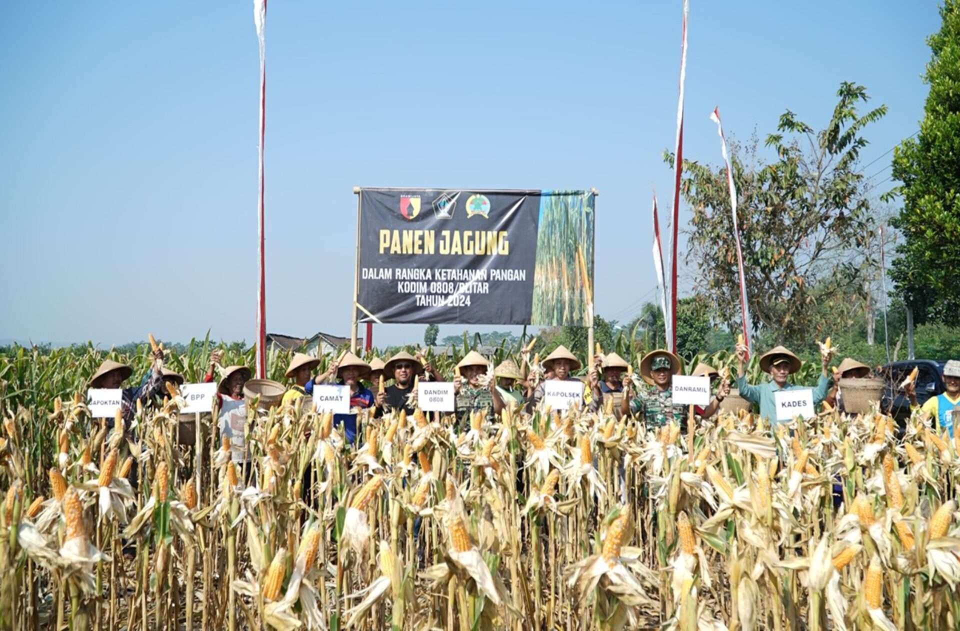 Solidaritas TNI dan Masyarakat Desa Mronjo dalam Mendukung Ketahanan Pangan: Panen Jagung di Blitar