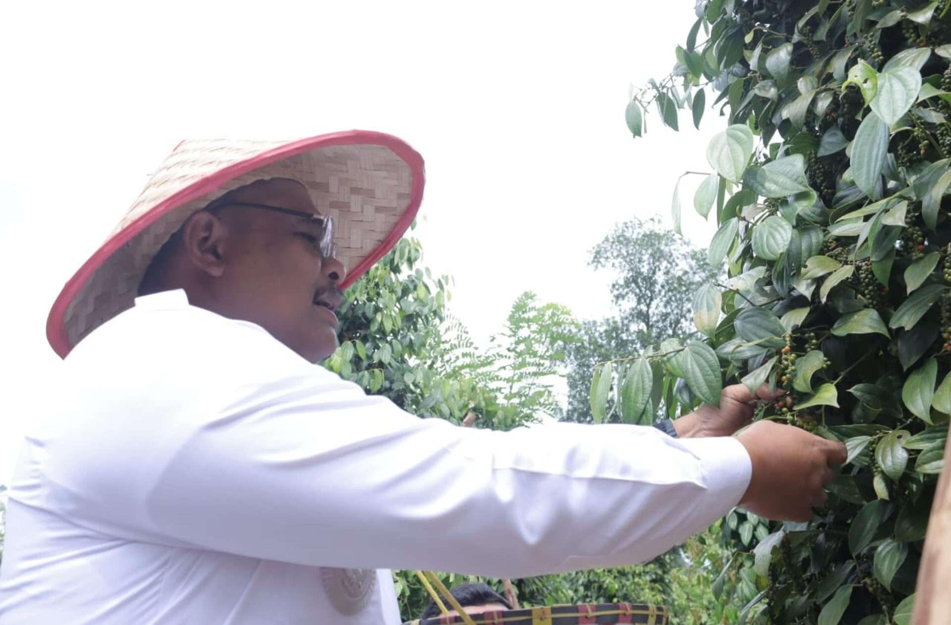 Pj Gubernur Safrizal Dukung Penuh Kebangkitan Perkebunan Lada di Bangka Selatan