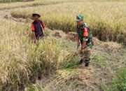 Babinsa Koramil 0808/04 Sanankulon Turun Langsung Bantu Panen Padi di Desa Bendosari Blitar