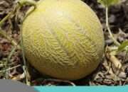 Cara Menanam Melon Manis: Tips Berkebun Agar Panen Melon Segar dan Lezat