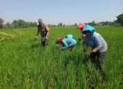 Kepedulian Babinsa Terhadap Kesejahteraan Petani di Sragen