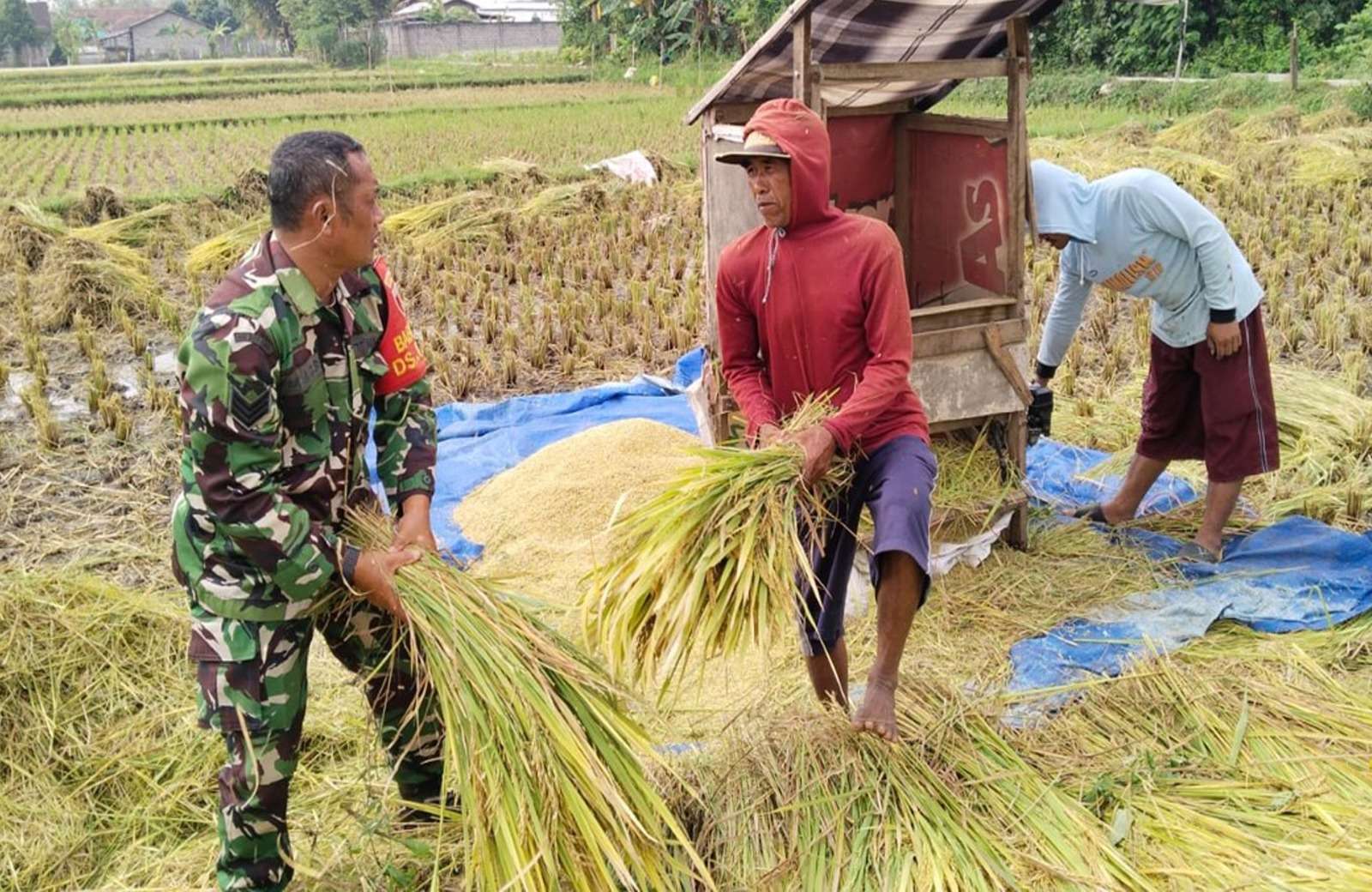 Wujudkan Ketahanan Pangan, Babinsa Kademangan Bantu Petani Panen Padi