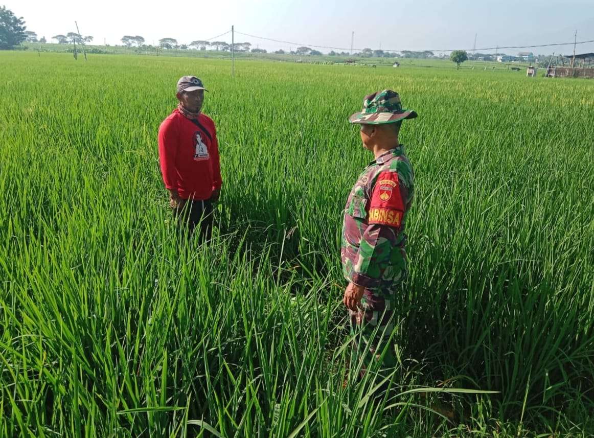 Pendampingan Babinsa Banyurip: Tingkatkan Kesejahteraan Petani Padi