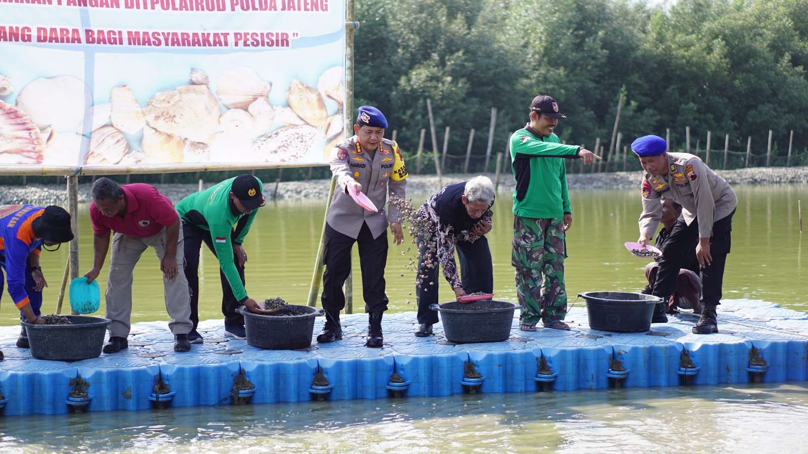 Penguatan Ketahanan Pangan di Pesisir: Ditpolairud Polda Jateng Tebar 5 Ton Benih Kerang Dara di Demak