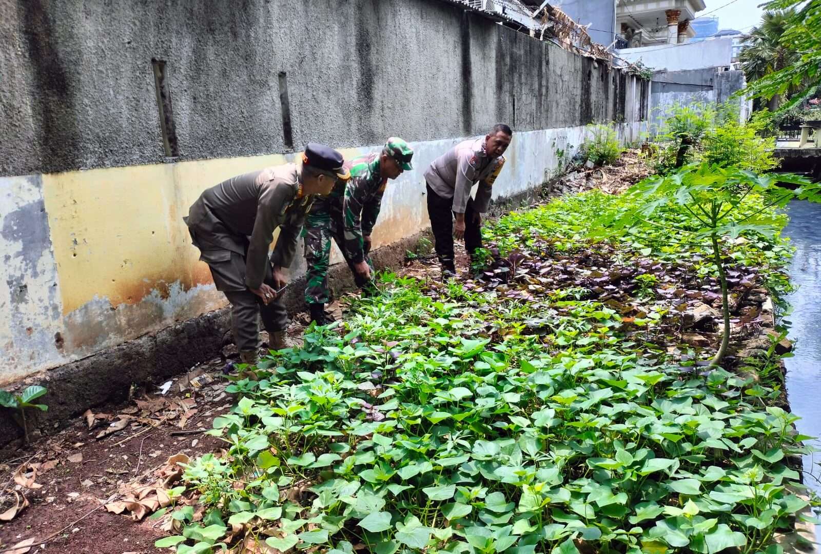 Inisiatif Tiga Pilar di Kelurahan Slipi: Optimalisasi Lahan Kosong untuk Ketahanan Pangan Warga