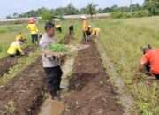 Program Penanaman Cabai di Desa Grecol: Meningkatkan Ketahanan Pangan dan Kesejahteraan Masyarakat