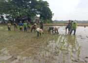 Danramil 12/Gesi Turun ke Sawah, Dukung Ketahanan Pangan dan Kesejahteraan Petani Sragen