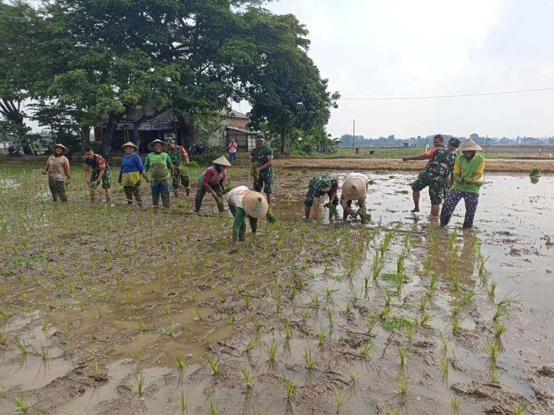 Danramil 12/Gesi Turun ke Sawah, Dukung Ketahanan Pangan dan Kesejahteraan Petani Sragen