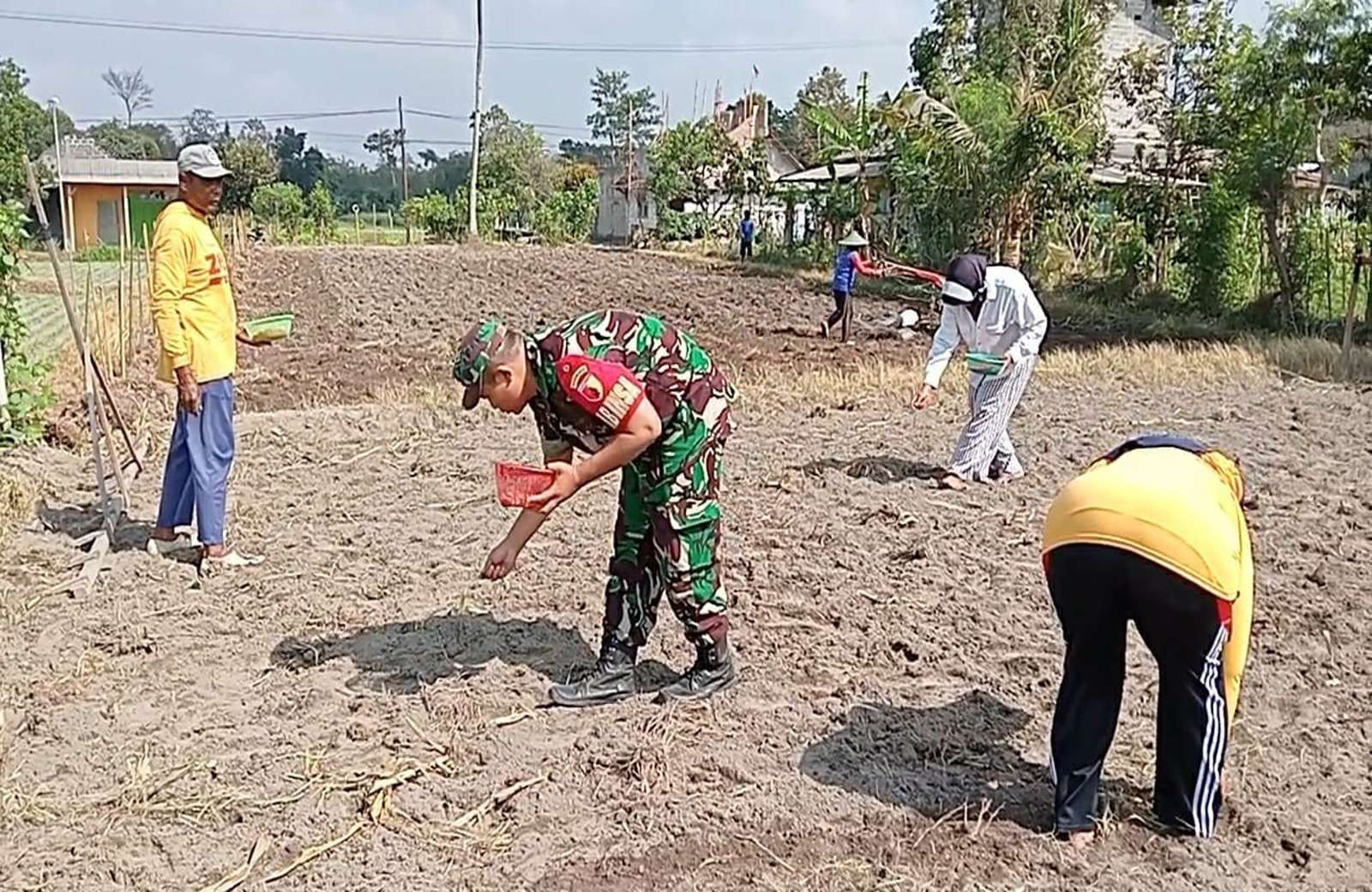 TNI Dukung Ketahanan Pangan di Blitar: Babinsa Tangguh Dampingi Petani Tanam Jagung Hibrida