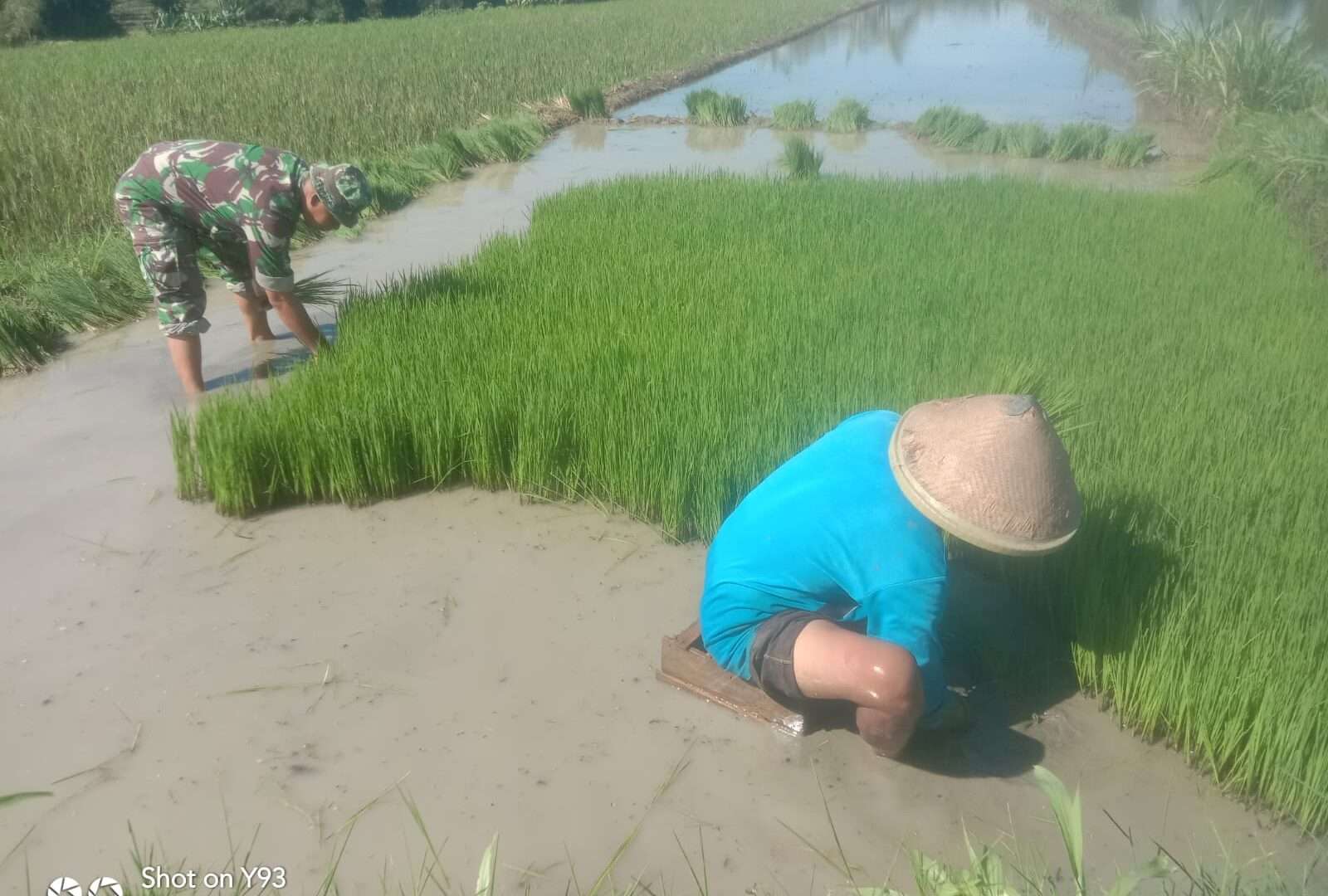 Babinsa Koramil 12/Simo Dukung Ketahanan Pangan Lewat Pendampingan Petani