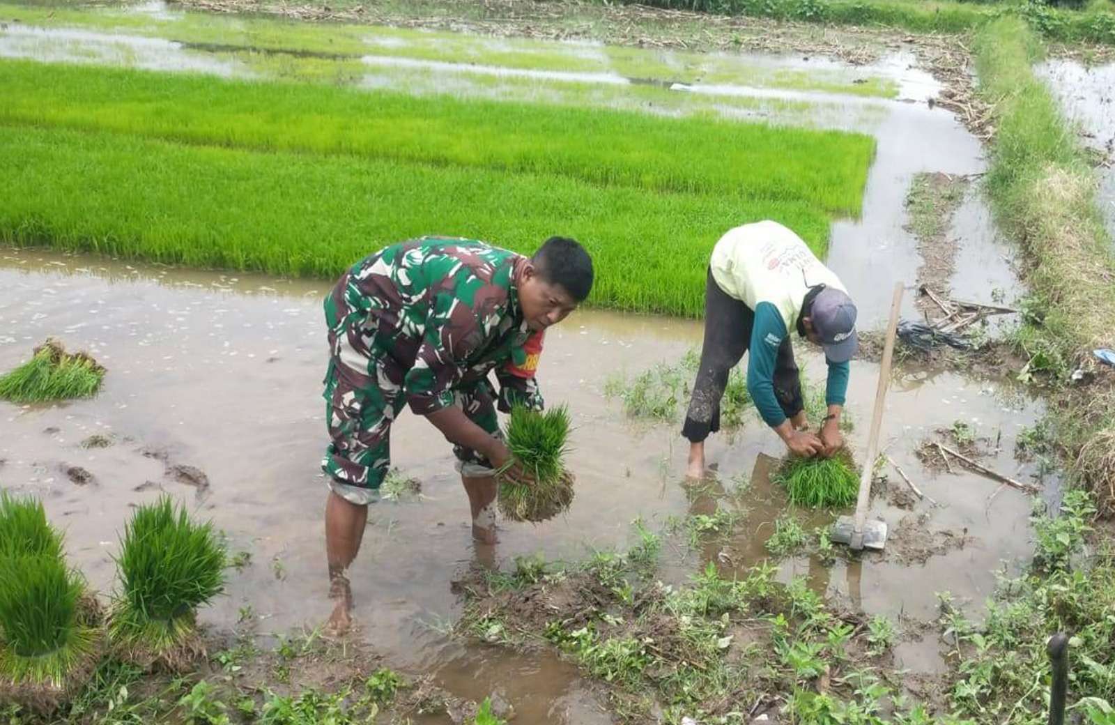 Babinsa Sidodadi Turun ke Sawah, Dukung Ketahanan dan Swasembada Pangan Nasional