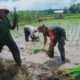 Babinsa Gununggede Turun ke Sawah, Dukung Ketahanan Pangan Nasional