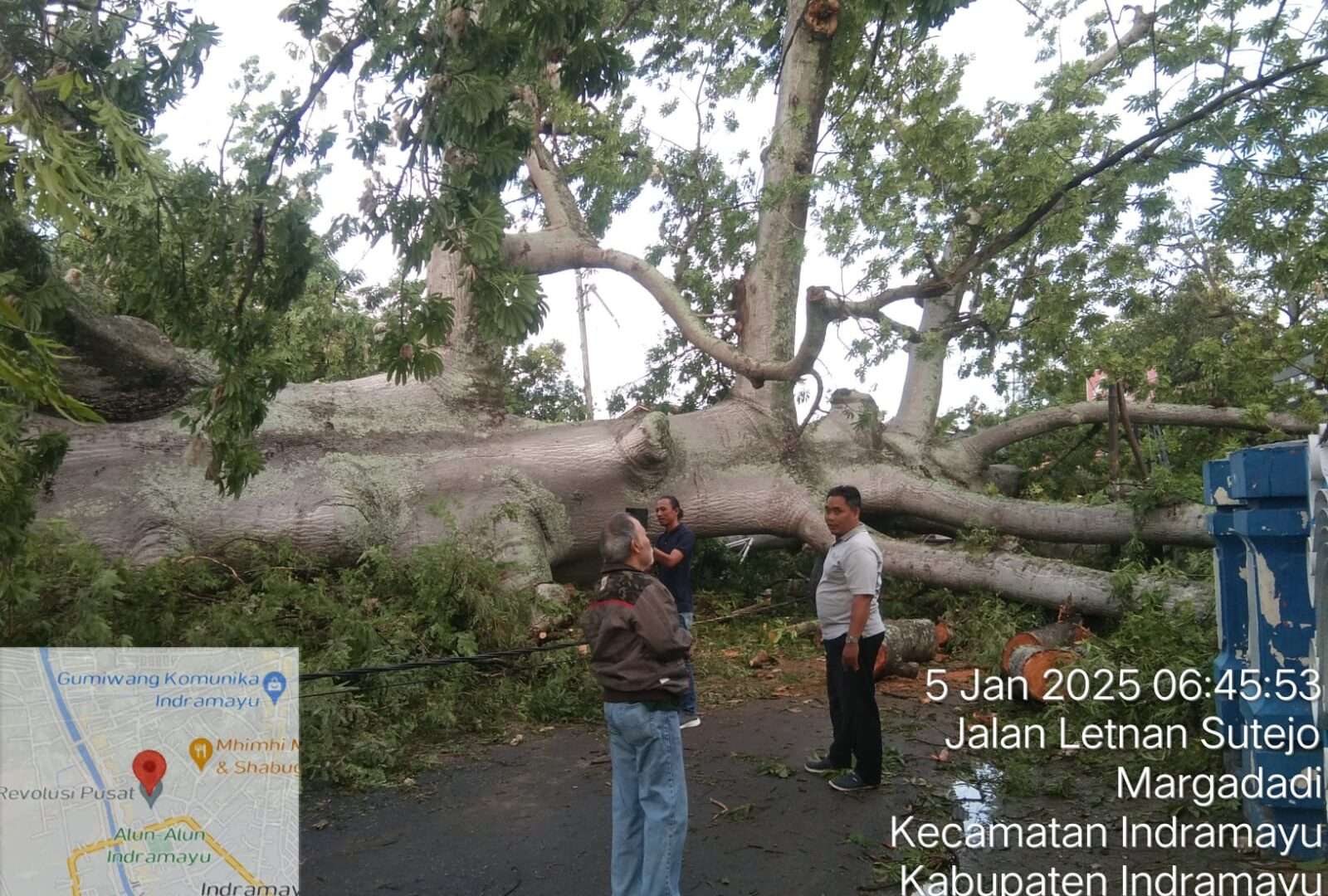 Pohon Legendaris Randu Gede Tumbang: Sejarah Mistis dan Kehebohan di Indramayu