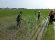 Babinsa Kodim 0724/Boyolali Dukung Swasembada Pangan dengan Pendampingan Petani